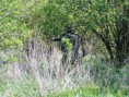 /album/cernik-04-17-2010/dscf1136-jpg/